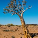 NAM KAR Gondwana 2016NOV19 NaturePark 019 : 2016 - African Adventures, Karas, Namibia, Southern, Africa, Gondwana Nature Park, 2016, November